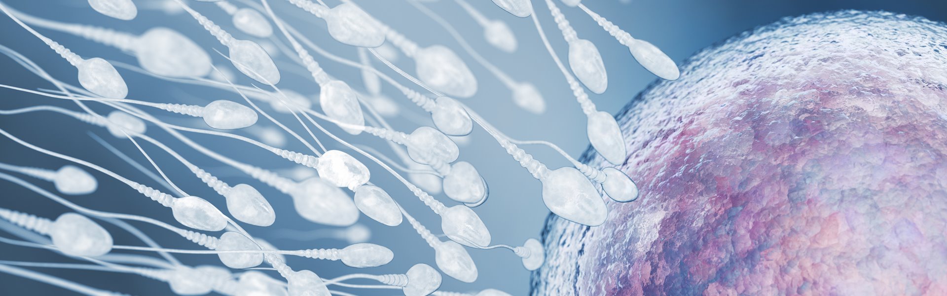 illustration-of-sperm-and-egg-cell-pz9rx9s